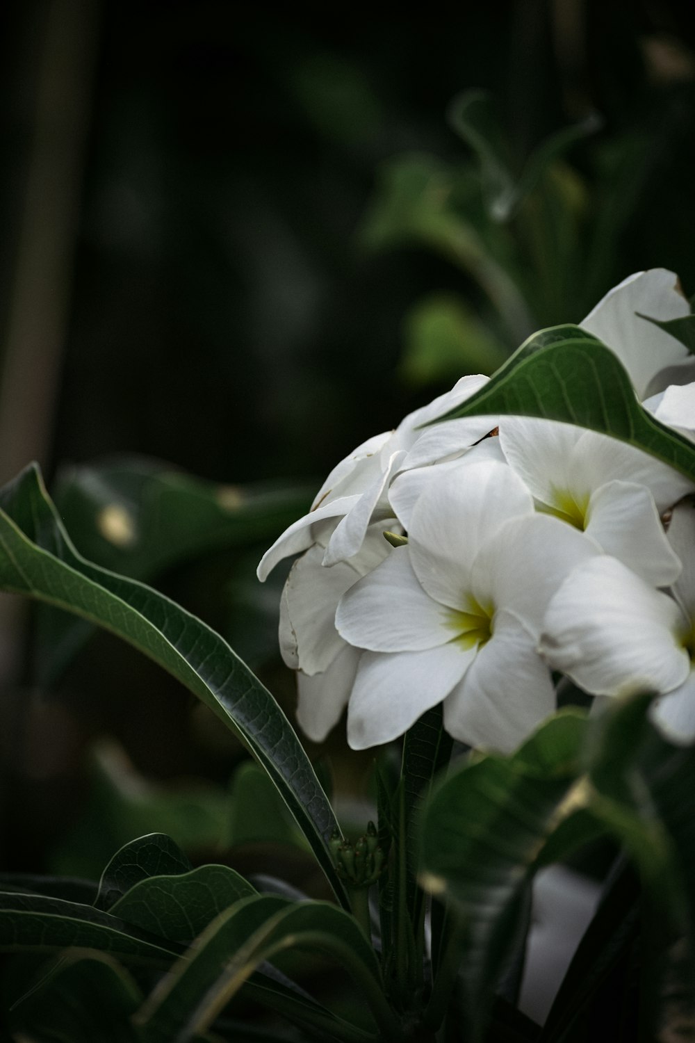 white flowers