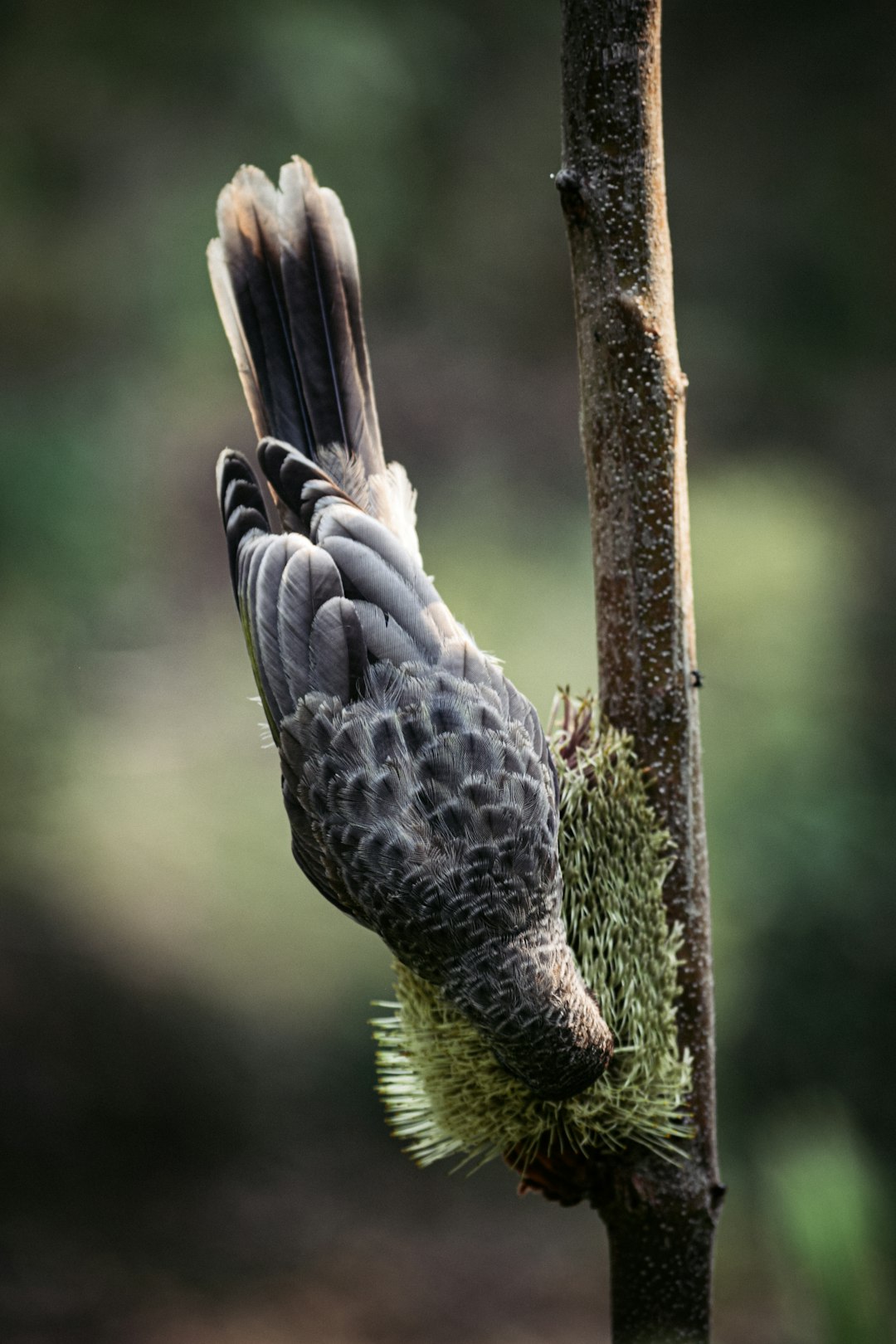 Wildlife photo spot Gold Coast Lone Pine Koala Sanctuary