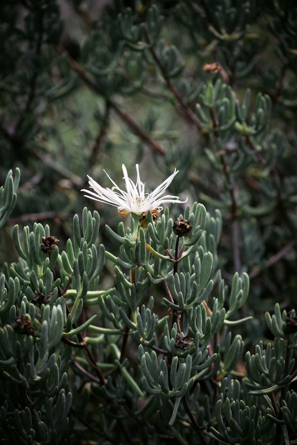 macro photography of white passion flower