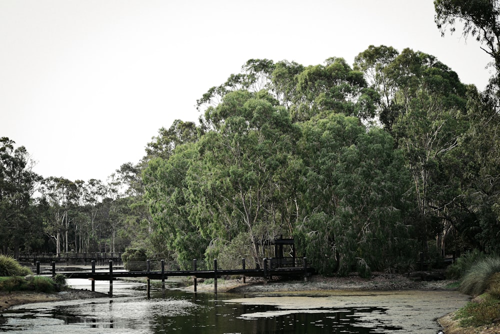 green-leafed trees