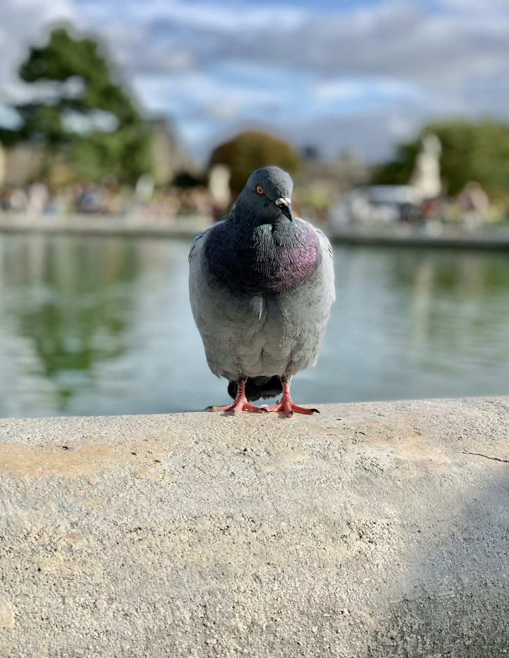 purple pigeon on grey surface