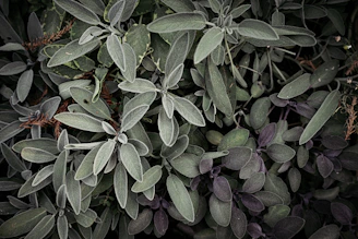 A cluster of wild sage plants with silvery leaves, reflecting centuries of Native American healing wisdom.