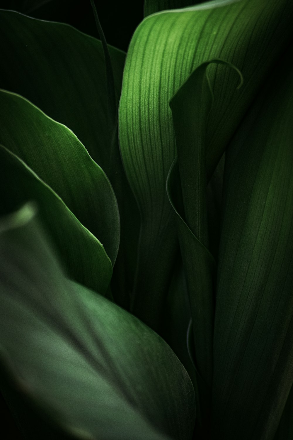 green-leafed plants