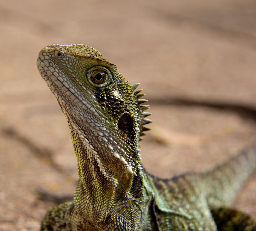 close up photography of brown lizard\
