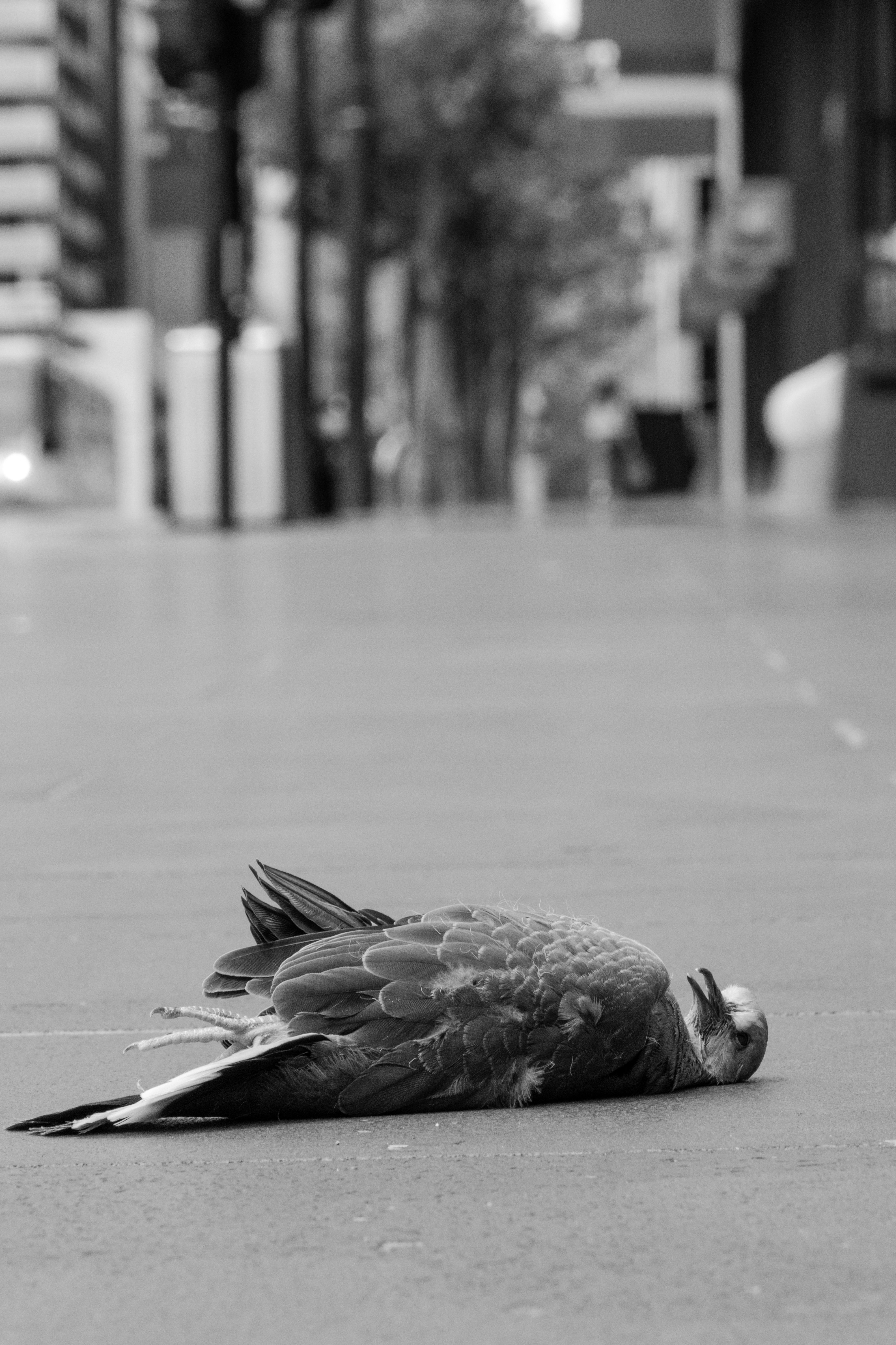 Fotografía en escala de grises de aves