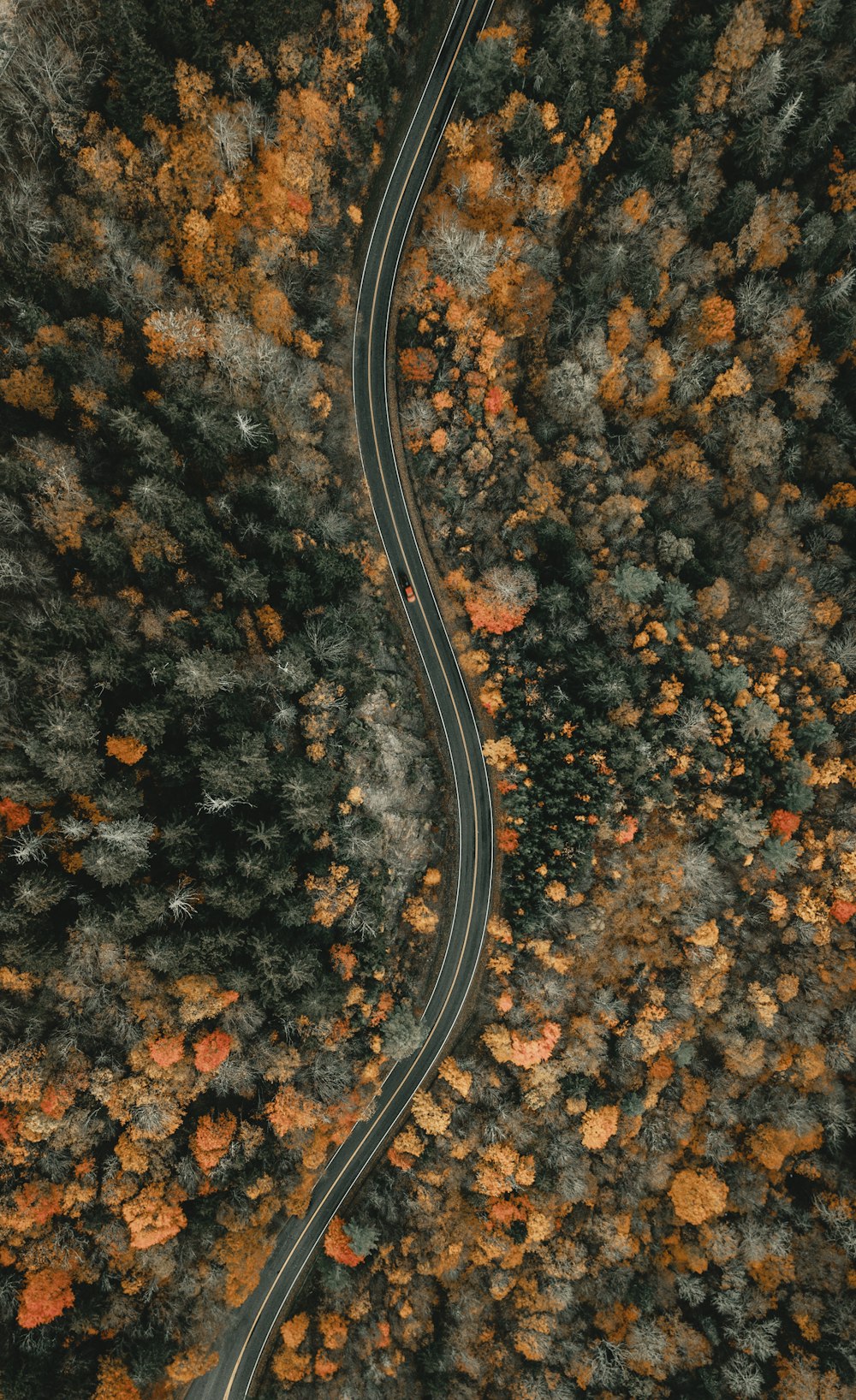 日中の樹木の空中写真