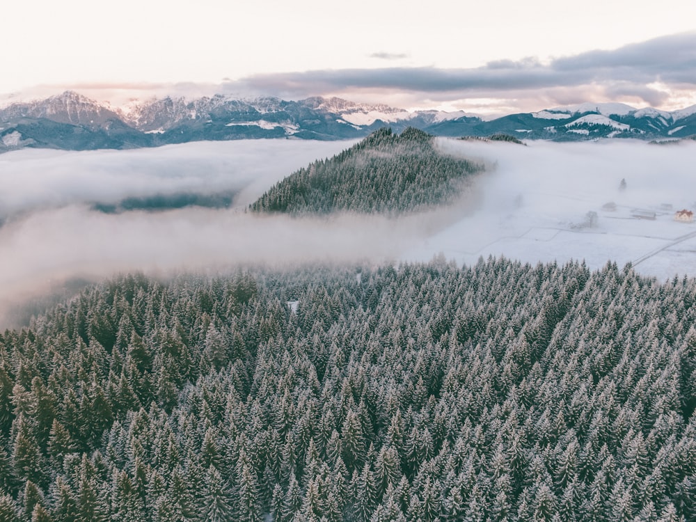 aerial photography of green trees during daytime