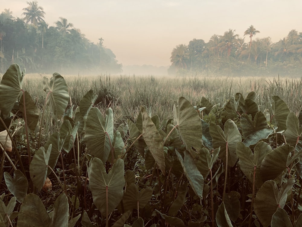 green taro plant during daytime