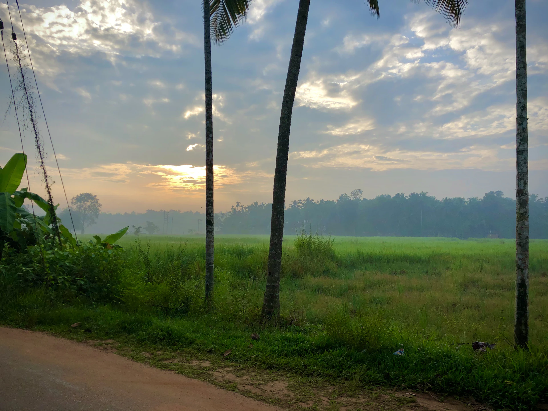 A serene view of the lush green palm trees at Fundo Los Cachos with sunlight filtering through early morning mist.