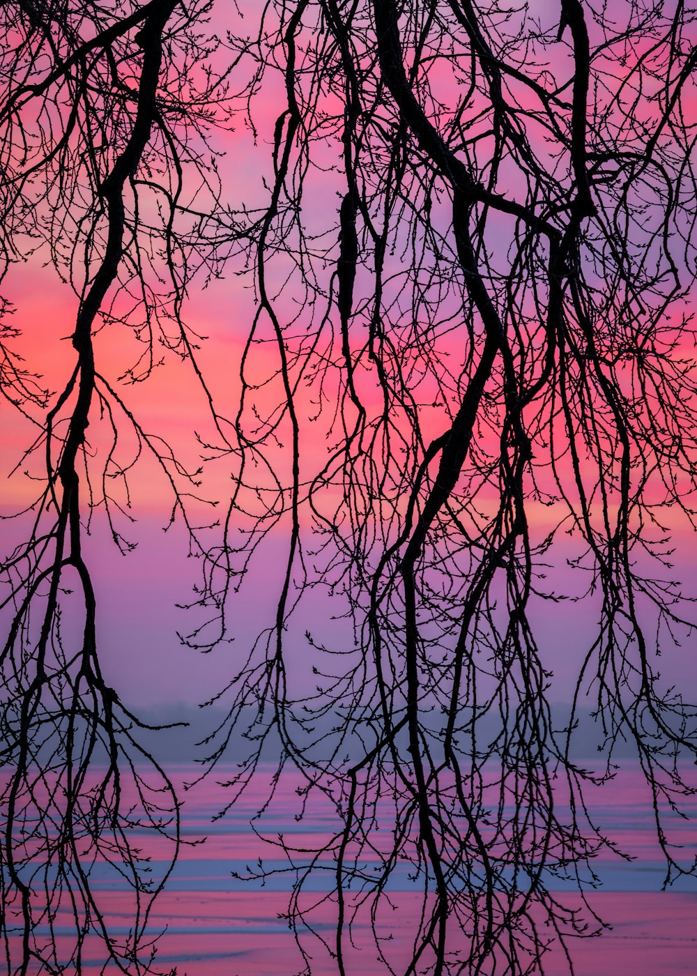 arbre nu au bord de la mer pendant l’heure dorée