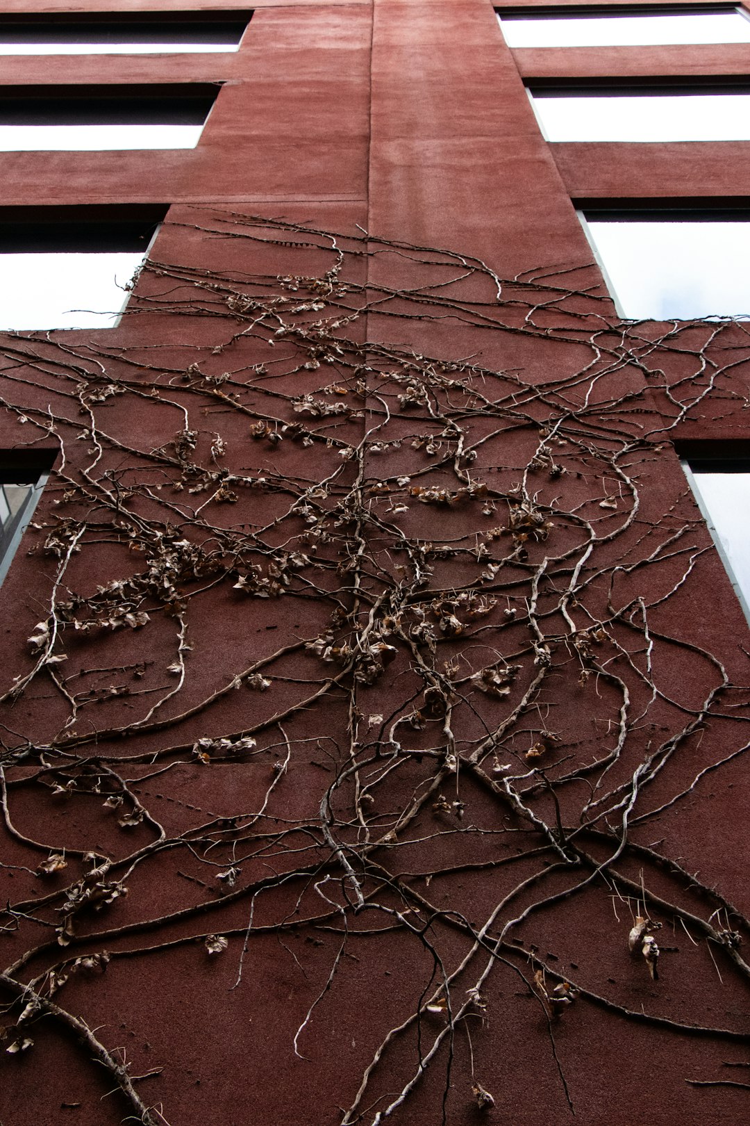 low-angle photography of brown vines creeping up a building