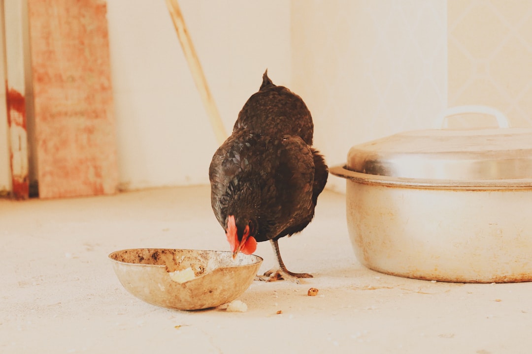 black chicken hen eating on bowl