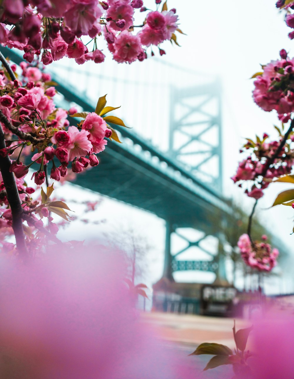 Photographie sélective de fleurs aux pétales roses avec un pont en arrière-plan