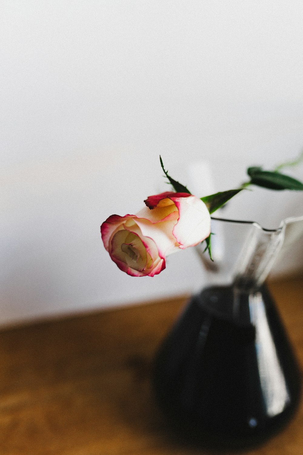 white and red rose in vase