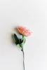 pink petaled flower on white surface