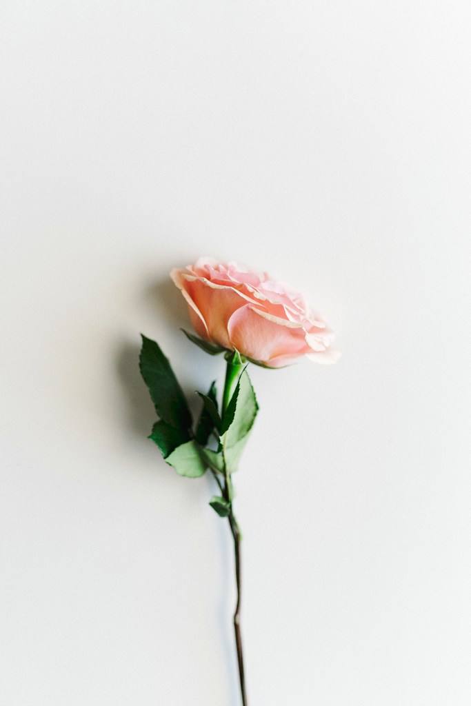 Blush Rose