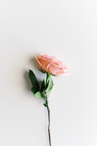Blush Rose
