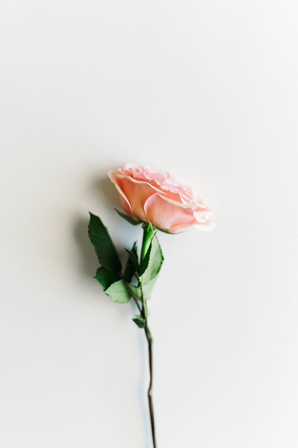 fleur à pétales roses sur surface blanche
