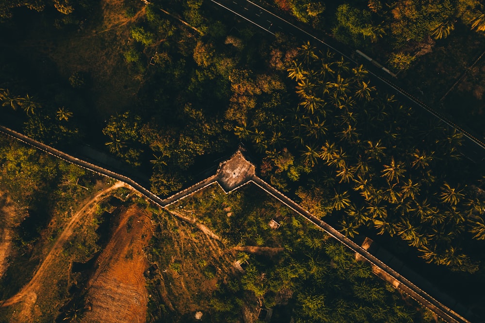 Photographie aérienne de la forêt pendant la journée