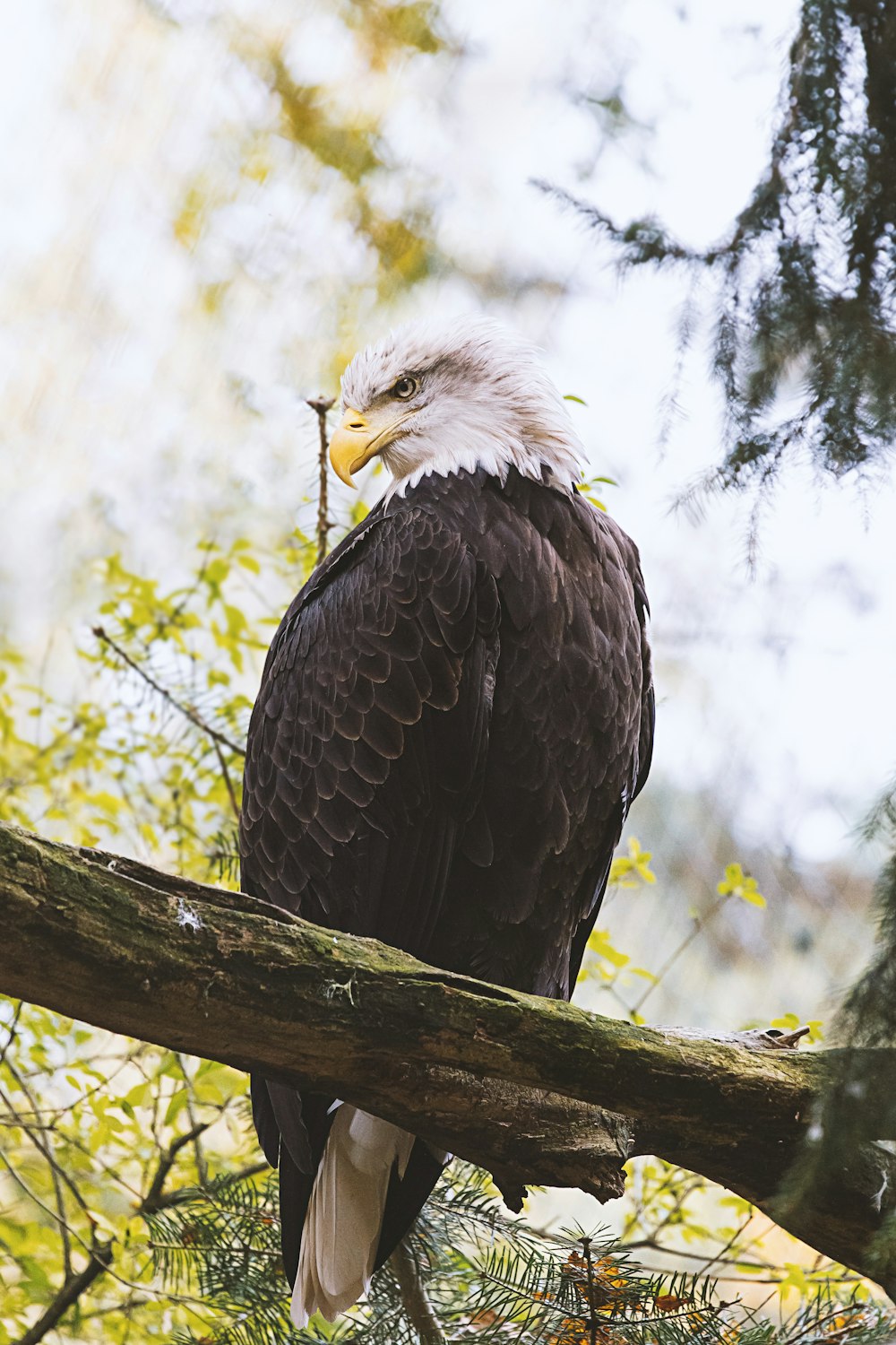 selective focus photography of black and white eagle on tree branch