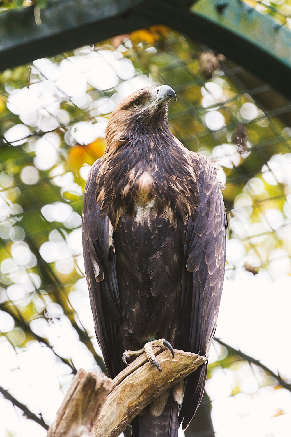 brown and gray eagle on branch