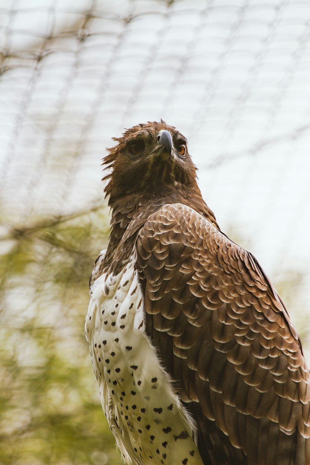 selective focus photography of gray and white bird near chain link fence