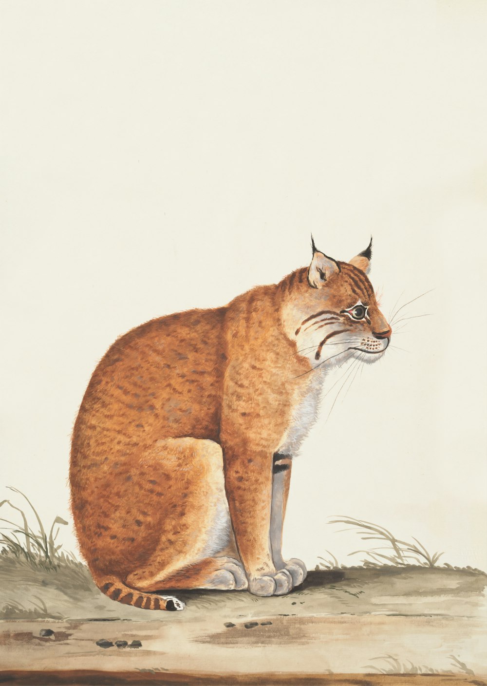 Ilustración sentada de gato marrón y blanco en el suelo