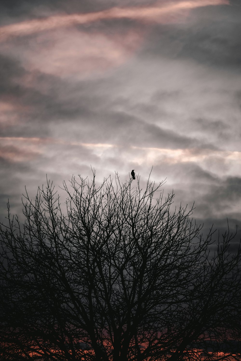 black bird on bare tree under gray sky