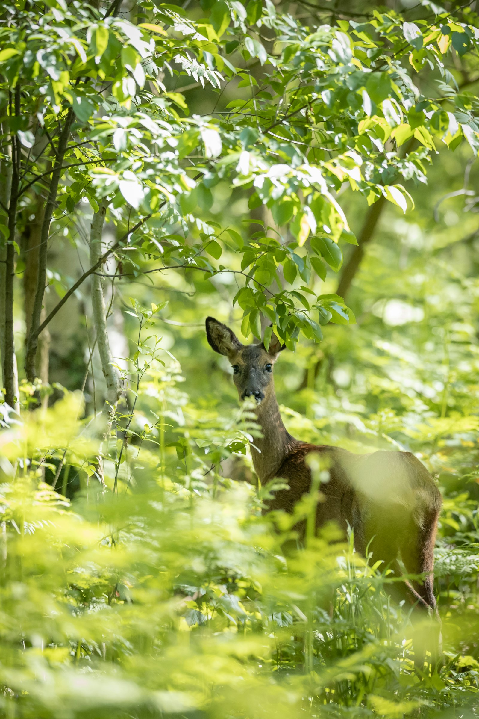 Canon EOS 6D Mark II + Canon EF 400mm F2.8L IS II USM sample photo. Deer surrounded by trees photography