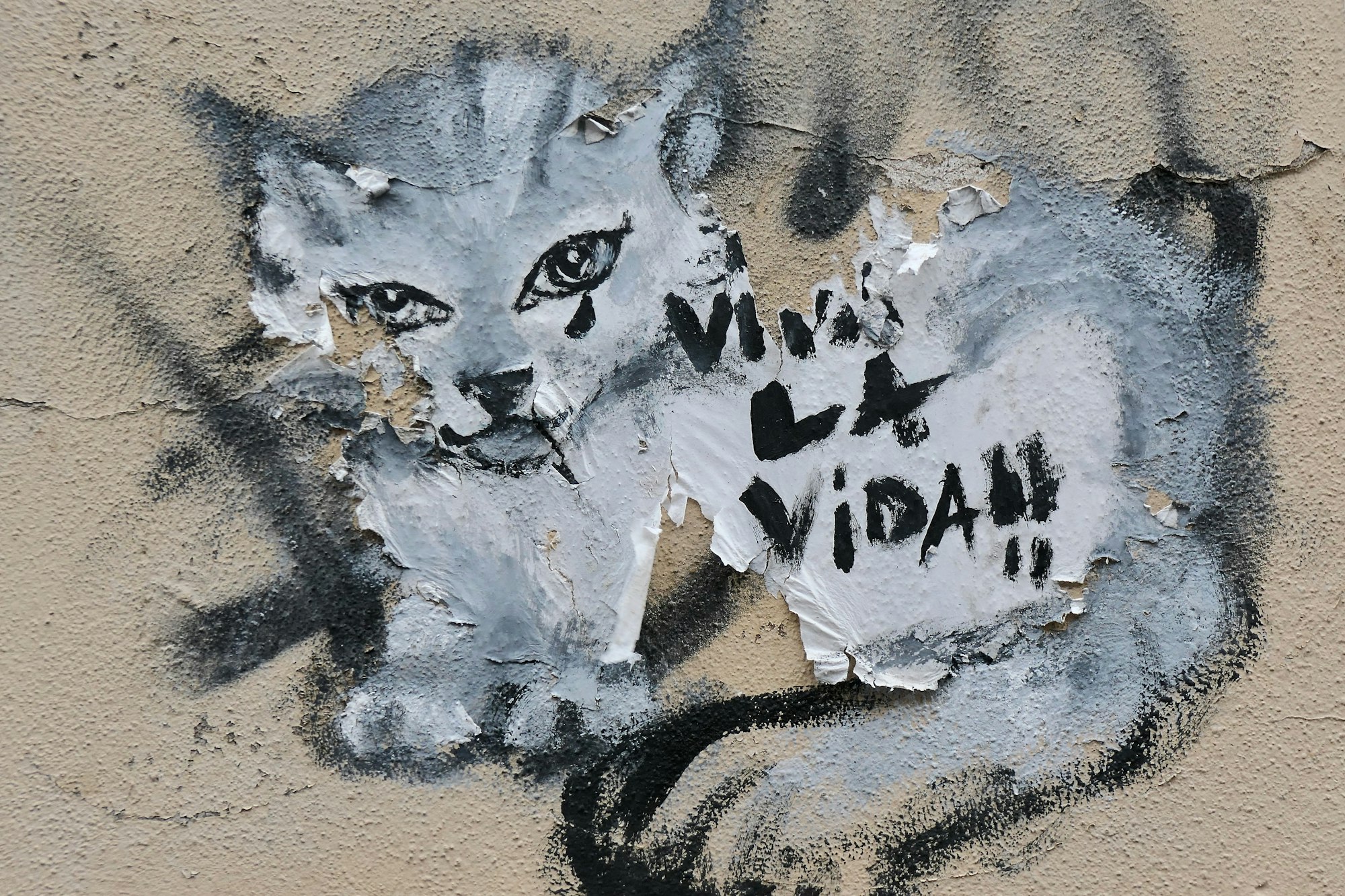 long live the life street art cat
