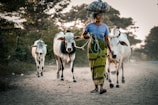 woman walking behind tree cattles