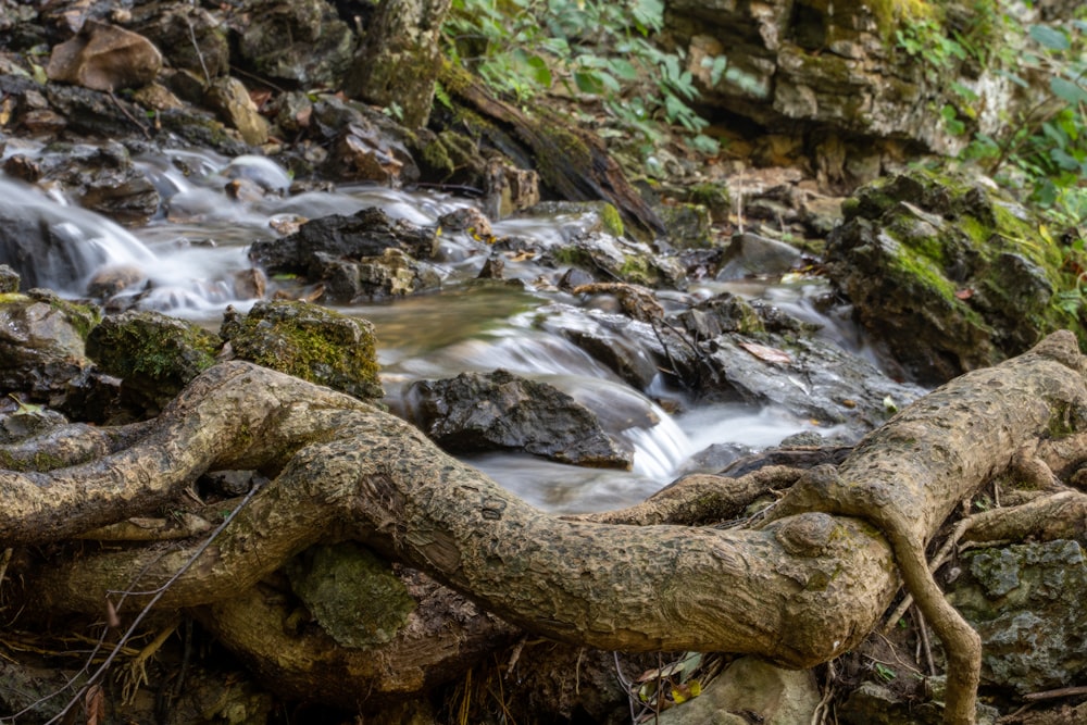 brown tree log on river