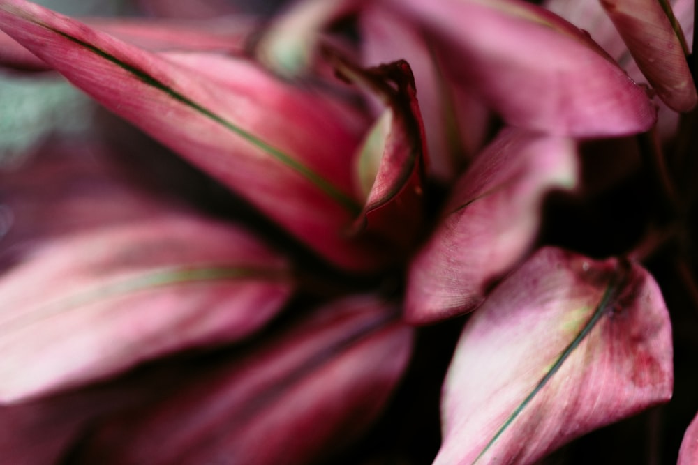 purple flower bud in macro photography