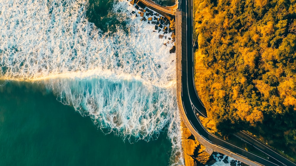 aerial view of trees near sea waves