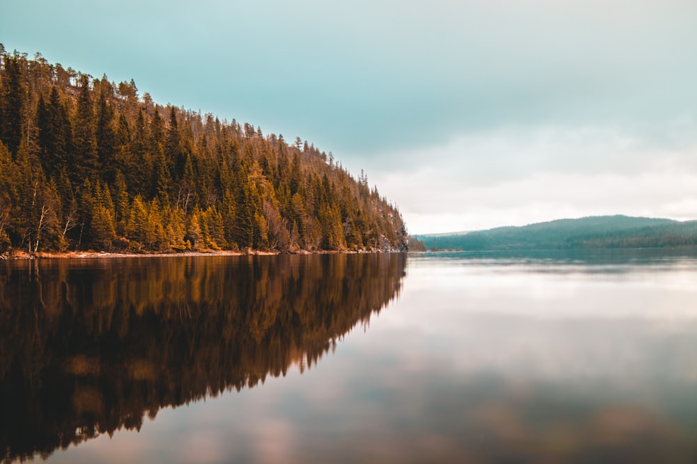 trees beside calm body of water