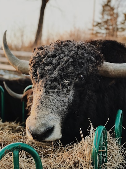 A close-up of natural Himalayan yak chews stacked neatly with a happy dog chewing in the background.