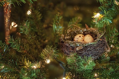 A bird's nest is nestled among the branches of a pine tree, containing two speckled eggs. Warm lights are softly illuminating the greenery, creating a cozy and natural ambiance. The nest is constructed from twigs and moss, blending harmoniously with its surroundings.