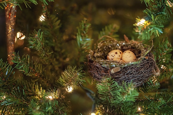 A bird's nest is nestled among the branches of a pine tree, containing two speckled eggs. Warm lights are softly illuminating the greenery, creating a cozy and natural ambiance. The nest is constructed from twigs and moss, blending harmoniously with its surroundings.