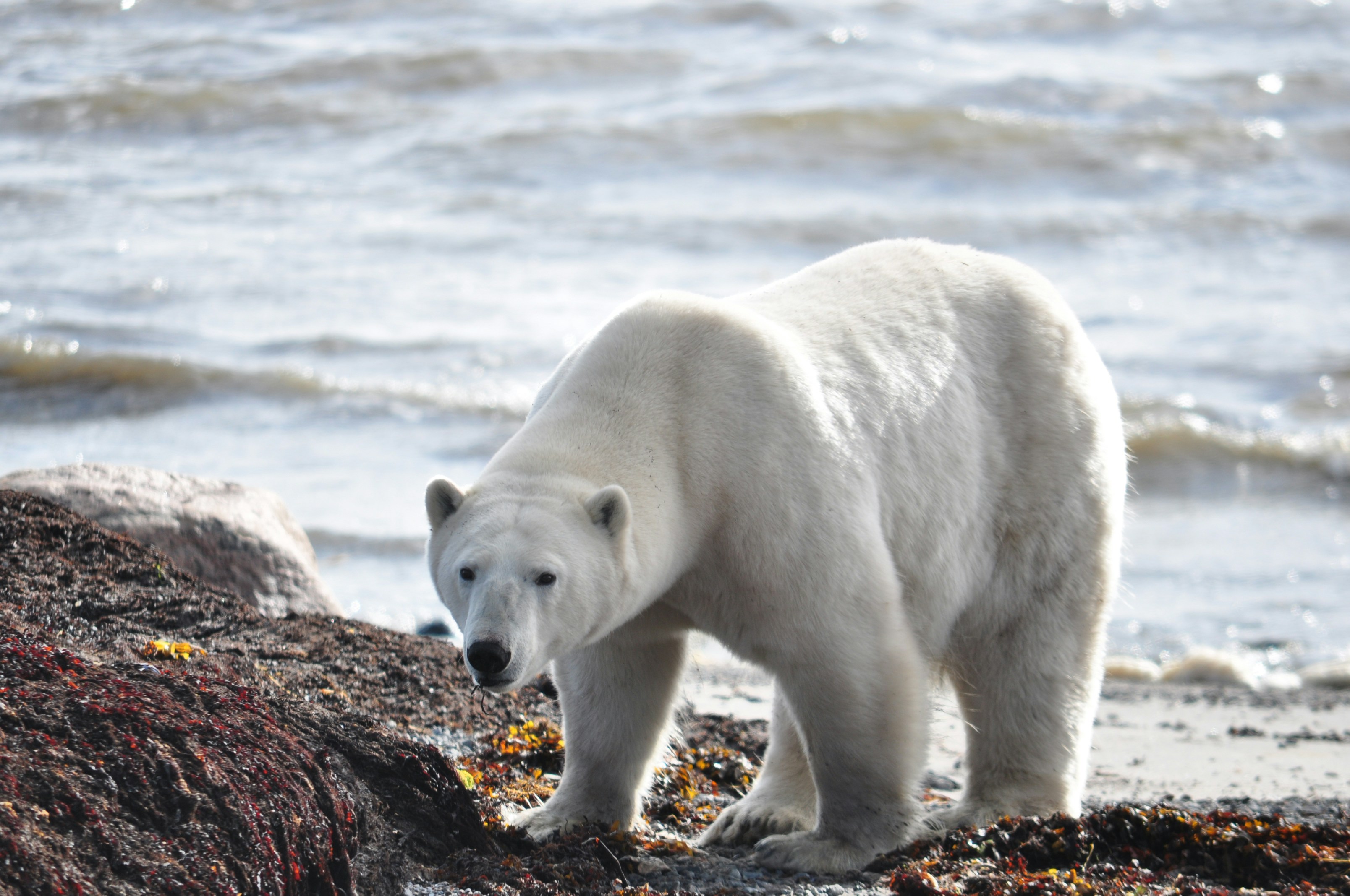 polar bear on seashore, polar bear on the shoreline
