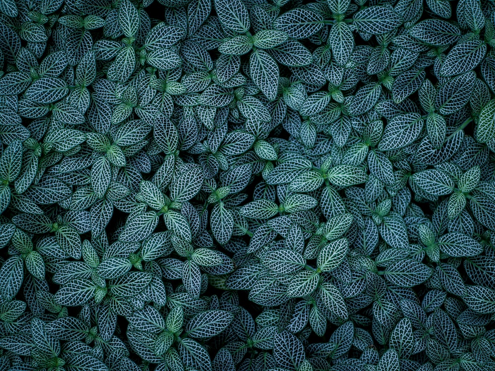 緑葉植物のセレクティブフォーカス撮影