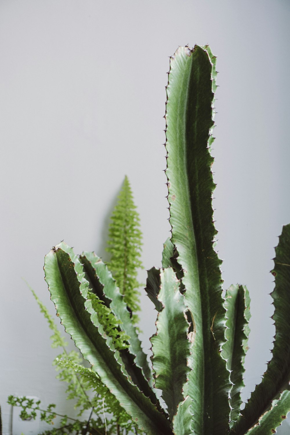 green cactus