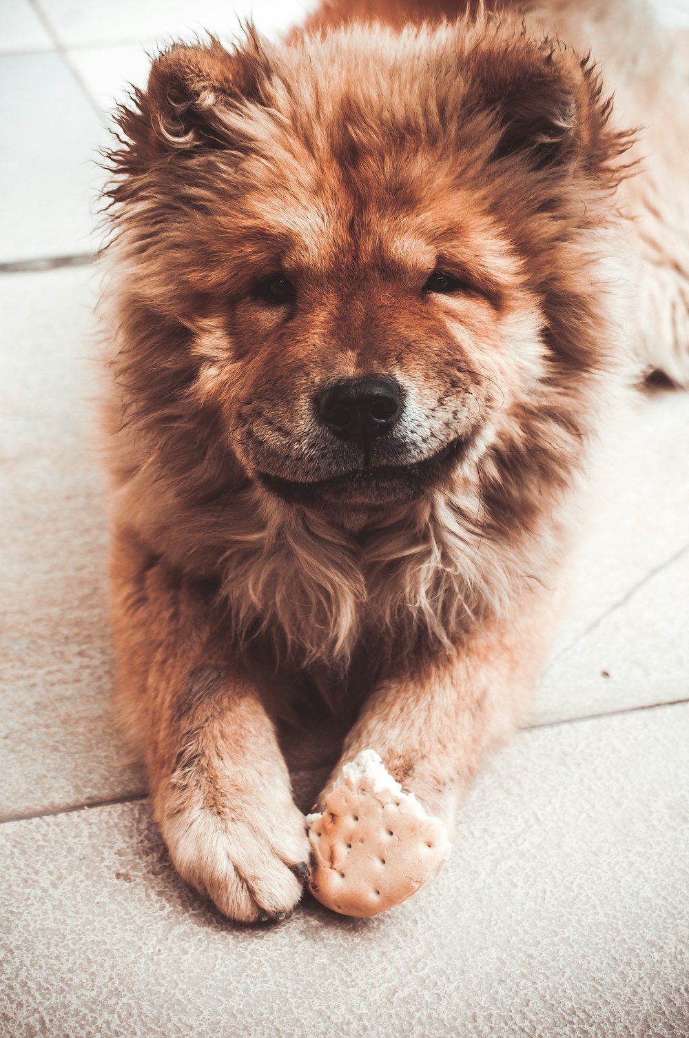 a dog is sitting on the floor with a toy