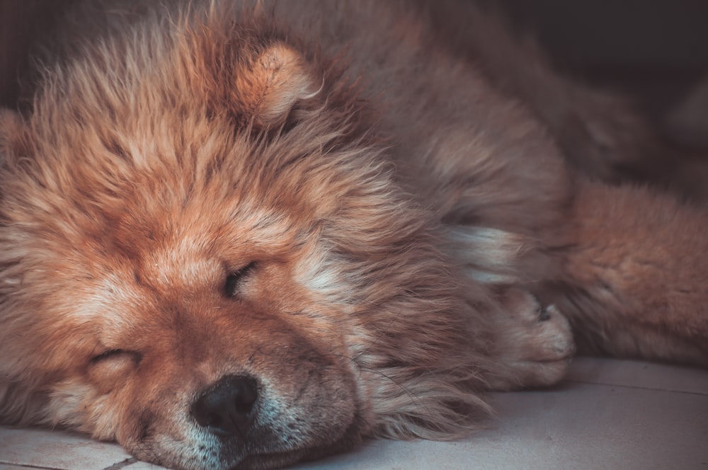 long-coated orange dog in macro photography