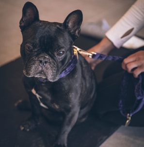 macro photography of black bulldog