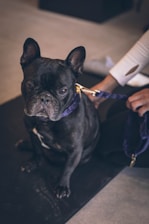 macro photography of black bulldog