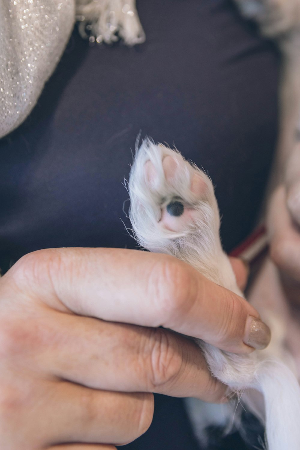 a person holding a small animal in their hand