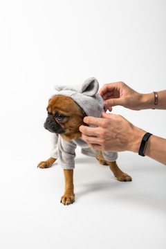 A small brown dog is dressed in a light gray costume with ear-like attachments. A person's hands are gently adjusting the outfit. The background is plain white, accentuating the playful interaction.
