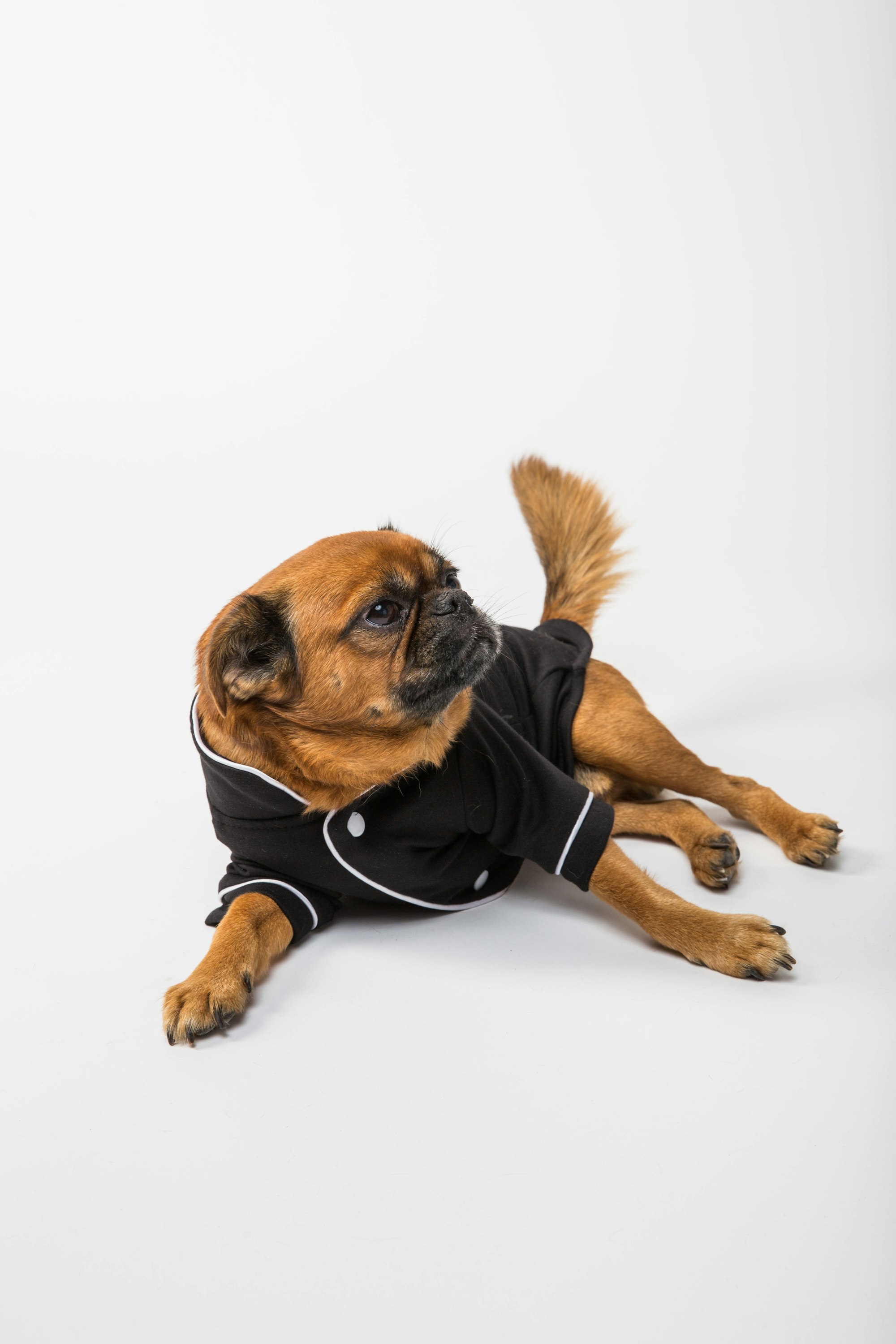 Brussels Griffon dog lying in clothes black pajamas 