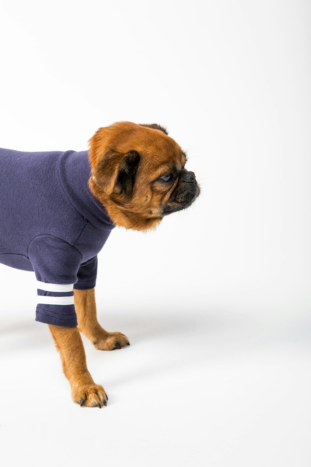 a small brown dog wearing a blue shirt