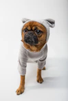 un pitbull vistiendo un mameluco color gris